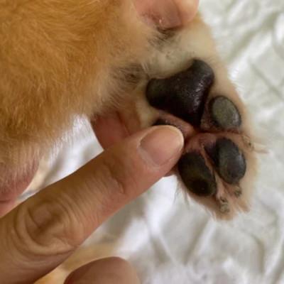 ふるさと納税 与那原町 女性獣医師が犬と飼い主のために作ったナチュラルマルチバーム for Dog 2個(1個15ml) |  | 02