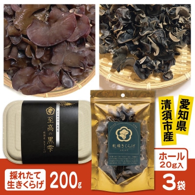 純国産きくらげ　生・乾燥セット【配送不可地域：離島】【1777830】
