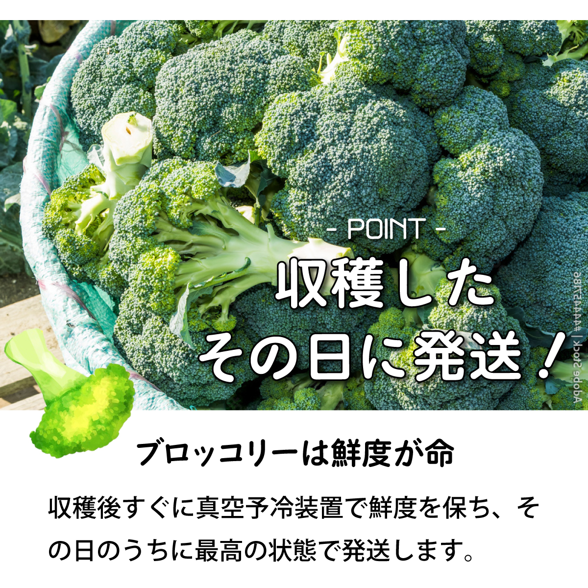 【引換券(現地受取)】市場の目利き 北海道岩見沢産ブロッコリー 大玉4玉