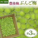 【ふるさと納税】 豊後梅（ぶんごうめ） 約3kg 【四戸農園】 F21U-315
