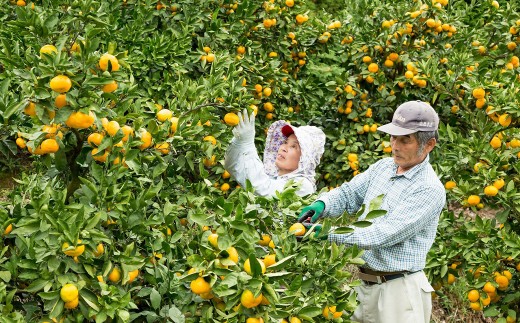 【 訳あり 】 大鋸農園 の 甘果坊 10kg みかん 太良みかん 温州みかん 果物 フルーツ 甘い柑橘 ノーワックス 果実 柑橘類 佐賀県 太良町 【2026年10月下旬～12月下旬まで順次出荷予定