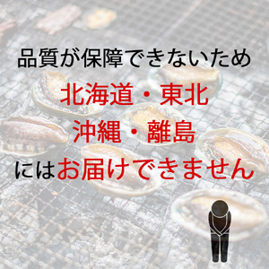 オリーブアワビ約500g（5個入り前後）×12回定期便 殻付き