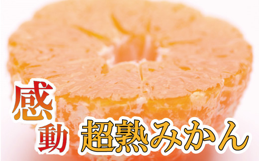 
家庭用　超熟有田みかん1.5kg+45g（傷み補償分）【わけあり・訳あり】【菊みかん入り】【光センサー選別】＜11月上旬より順次発送予定＞【ikd004B】
