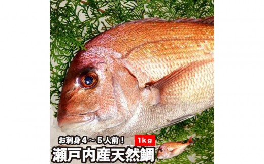 
                  【処理方法選択可】活き締め真鯛1尾（約1kg）タイ たい 刺身 鍋 | 真鯛 鯛 鮮魚 刺身 鍋 国産 高級魚 新鮮 活魚 ギフト お取り寄せ 人気 | 【処理方法選択可】活き締め真鯛1尾（約1kg）タイ たい 刺身 鍋
                