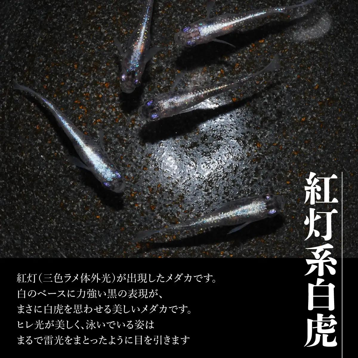 メダカ「紅灯系白虎(べにあかりけいびゃっこ)」5匹セット 生き物生き物 HNNAD001