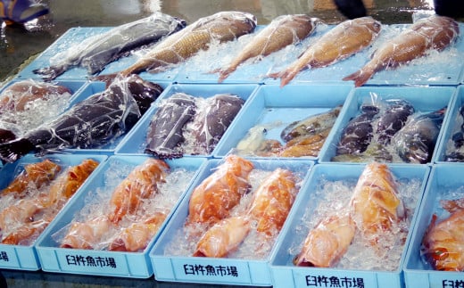 発送日に水揚げされた新鮮な魚介類をお届け！