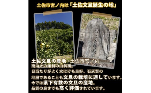 【果樹園直送】土佐文旦　4L　2個入り　1.5kg 大玉　特選品