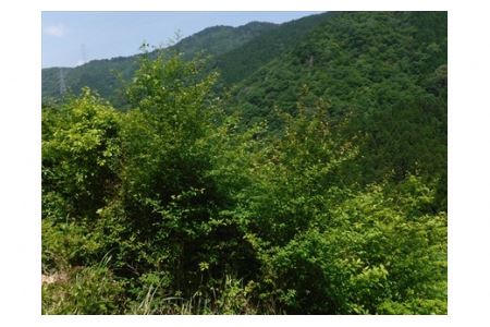 姫黒文字 3点セット エッセンシャルオイル＋化粧水 〈丹波市産〉 アロマ 精油