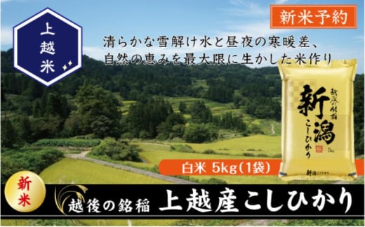 令和7年産 先行予約 新潟県上越産こしひかり 精米 5kg 上越市 米 コメ コシヒカリ