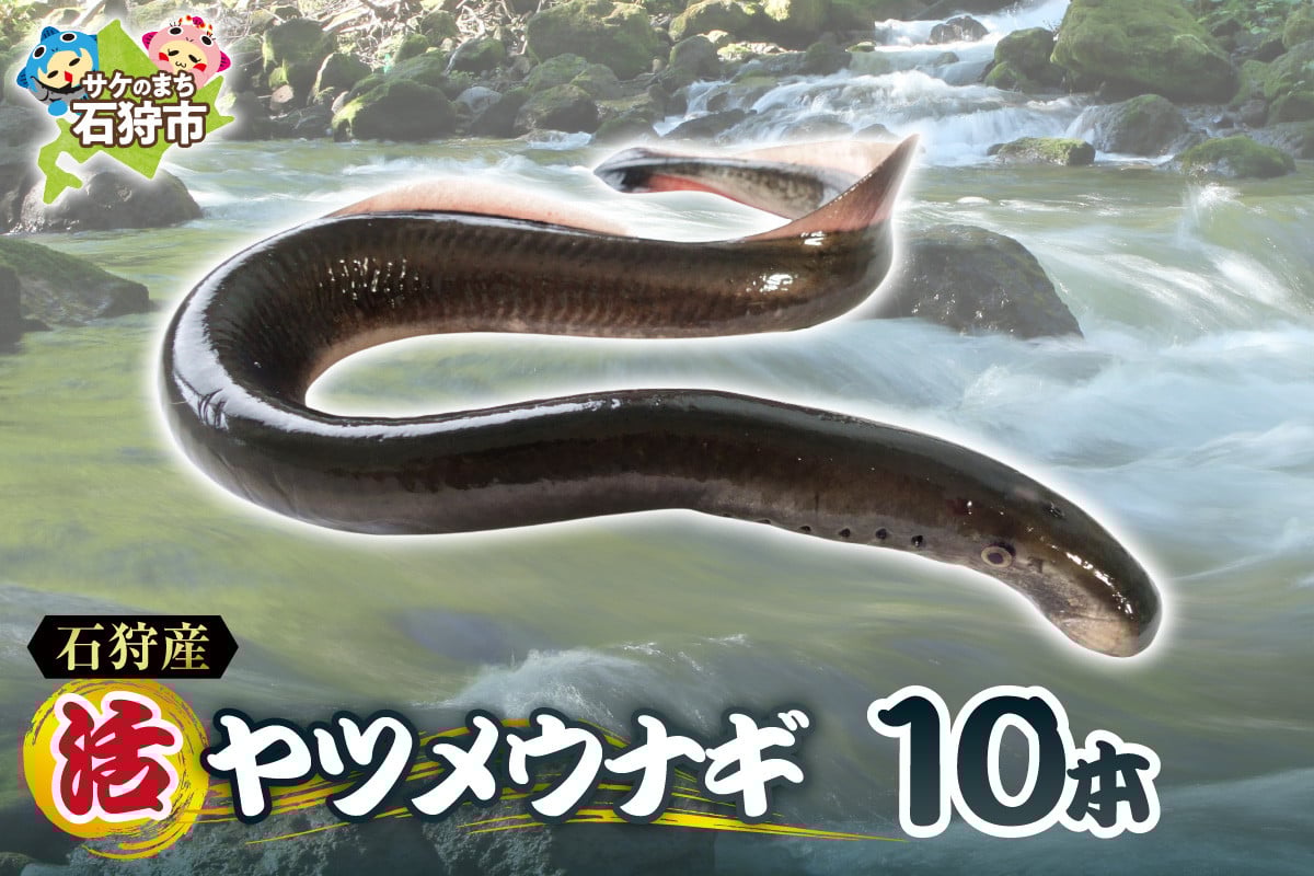 
            【予約受付中】2026年1月～発送 石狩産 活ヤツメウナギ 10本｜ 活 活魚 うなぎ やつめうなぎ 希少 珍しい レア 名産 特産 北海道産 石狩川河口 北海道 石狩市
          