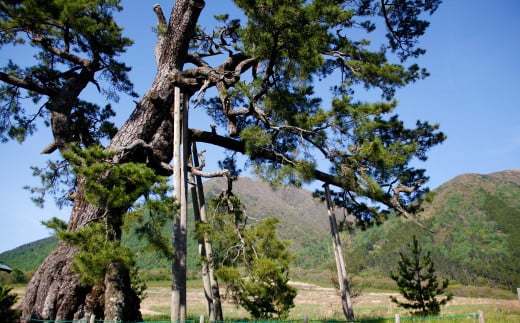 定めの松は大田市の三瓶山を望む西の原に立っていた、推定樹齢400年の松です。