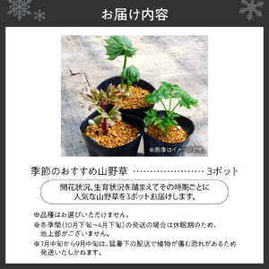 季節のおすすめ山野草3ポットセット
