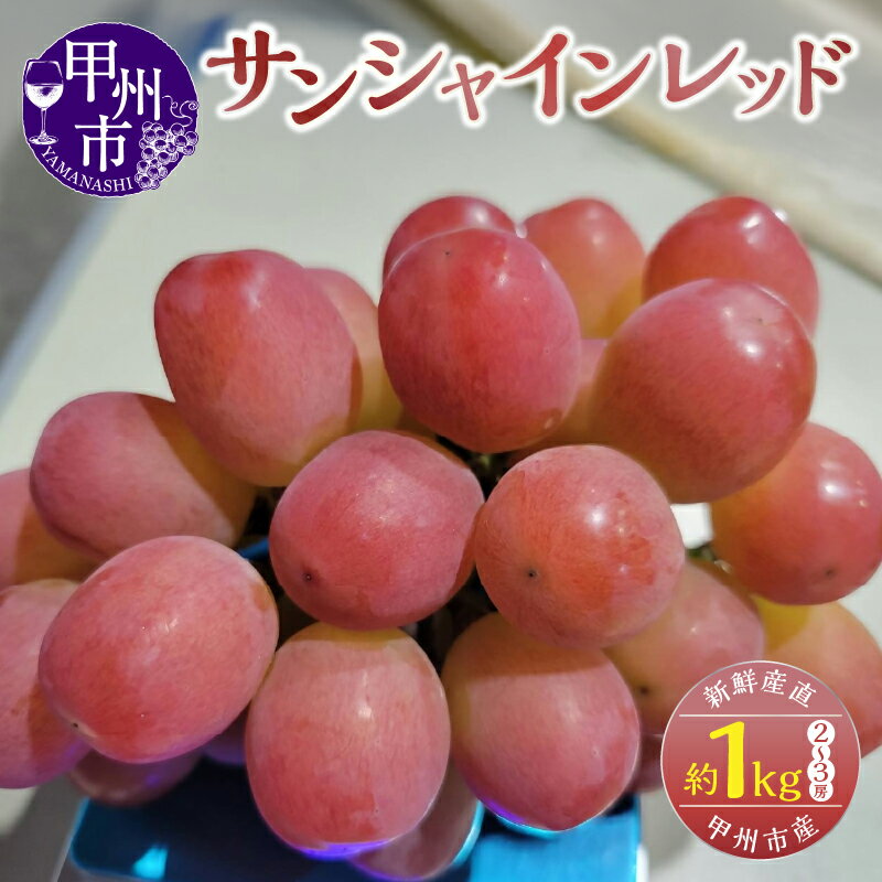 【ふるさと納税】 サンシャインレッド 2026年 先行予約 約1kg 2〜3房 果物 フルーツ ぶどう ブドウ 赤系 期間限定 数量限定 新鮮 産直 産地直送 8月 9月 10月 発送 贈答 山梨県 限定 品種 人気 シャイン 赤系 甲州市 シャインマスカット × サニードルチェ （KSF） 【C-462】