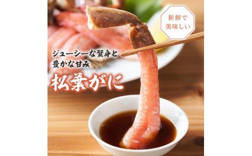 757.【活】≪2026年1月～2026年3月発送≫ 特撰 松葉がに【ブランドタグ付き】（900g超×3杯)【ブランド 蟹 タグ付き 生 ナマ かに 松葉ガニ 松葉蟹 訳あり カニ味噌 みそ 家庭用 鳥取県産 北栄町 おすすめ 人気】