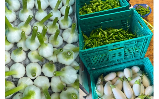 野菜 詰め合わせ 木曽畑 セット[木曽畑 愛知県 江南市 ko23btu830001] 季節 有機野菜 旬 なす ピーマン 万願寺 モロヘイヤ 白ナス 青しそ ふるさと納税