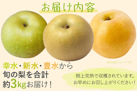期間限定 松木果樹園の旬の梨 約3kg 7月下旬～9月上旬に順次出荷予定 幸水 新水 豊水 農家直送 樹上完熟 甘い ジューシー フルーツ 果物 果汁 ギフト 福岡県 福岡 九州 グルメ お取り寄せ