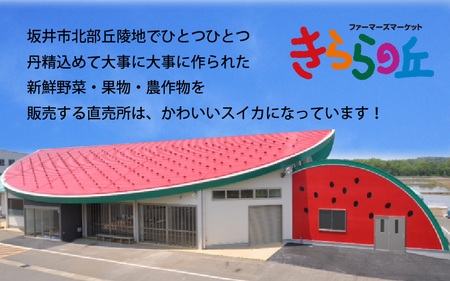 【先行予約】甘さきらめく「夏の天使」スイカ1玉 【2024年7月上旬以降順次発送予定】[A-1005]