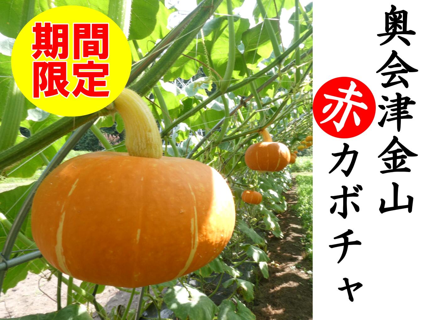 【ふるさと納税】【3週間限定】奥会津金山赤カボチャ(2個入)　　福島県　金山町　かぼちゃ　赤かぼちゃ　期間限定　甘い　ホクホク　希少
