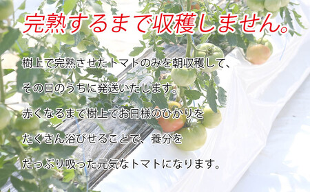 平泉町産 たかはしさんちの完熟トマト 約4kg(M玉サイズ) 【2024年6月下旬～9月下旬頃からの発送】/ トマト とまと 完熟 樹上完熟 野菜 やさい ベジタブル 甘い 濃厚 美味しい リコピン【