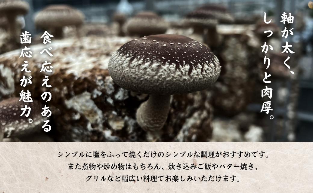 大分県産 しいたけ 津久見で育てた肉厚生しいたけ 1㎏　