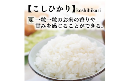 令和8年産 コシヒカリ 白米 4ヵ月連続 定期便 5kg × 4回 20kg 