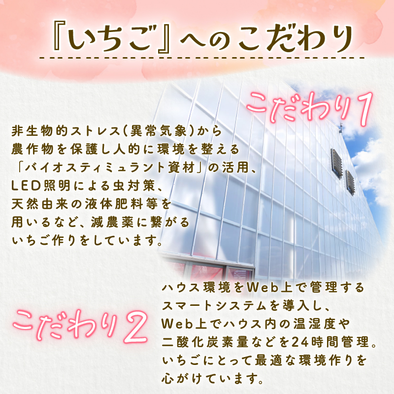 【2026年1月中旬発送開始】 いちご 越後姫 １パック 【 果物 いちご おやつ 健康 フルーツ スイーツ スイーツ作り ケーキ ケーキ作り 数量限定 先行予約 新潟県 新発田市 shibatafa