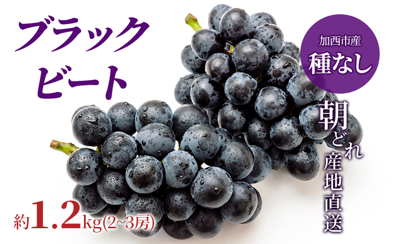 【令和7年産】ブラックビート 2～3房 セット  ぶどう 種無し 皮ごと 兵庫県産 大粒 農家直送 果物 果物類 フルーツ デザート ブドウ 詰め合わせ 甘い 粒 糖度 巨峰 