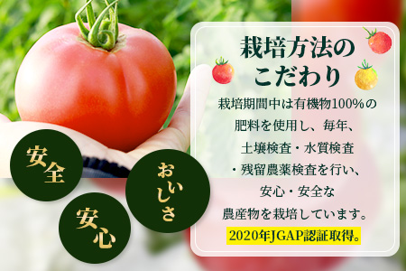 【先行予約】たにぐちファーム とりこになるトマト 【3.5kg以上×5回定期便】【2024年12月から出荷】 Ricotomato とりこになる トマト [定期便 野菜定期便 定期 野菜 トマト 新鮮