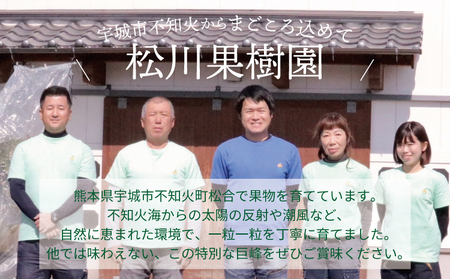 巨峰 7月のぶどう屋さん 種なし巨峰 2kg 5～6房入 松川果樹園 種無し巨峰 種なし たねなし きょほう ぶどう 葡萄 熊本県 宇城市産 冷蔵 送料無料 2025年7月上旬～2025年8月上旬発送