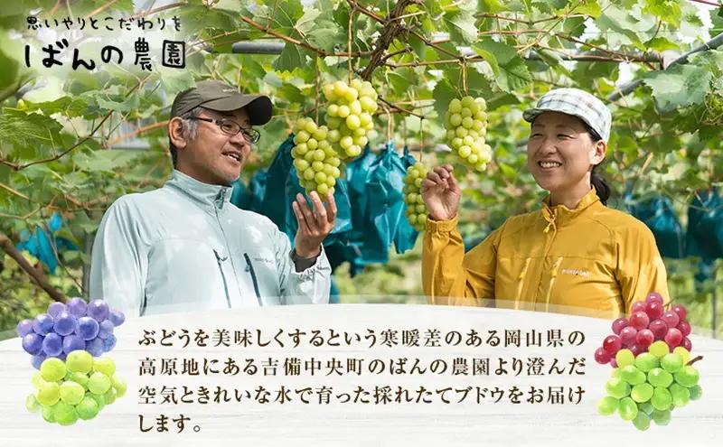 ぶどう 2026年 先行予約 ニュー ピオーネ 2房 約900g   岡山県産 ピオーネ