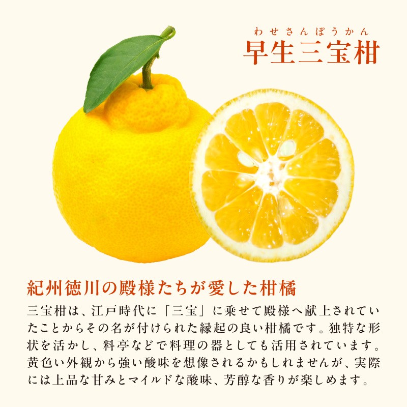 【2026年発送 先行予約品】