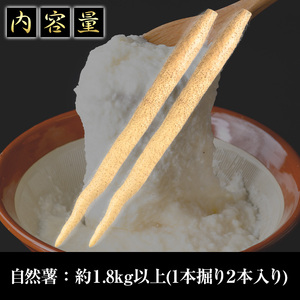 ＜先行予約受付中・2025年11月下旬～12月上旬頃から順次発送予定＞≪期間限定≫鹿児島県産自然薯1.8kg以上(１本掘り2本入り) 自然薯 山芋 贈り物【曽於市観光協会】A133-v01