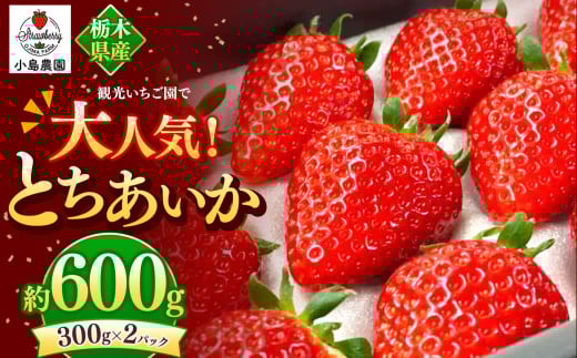 観光農園で大人気！とちあいか｜600g 希少 柔らかい 果肉 大粒 ジューシー 果汁 いちご 苺 特産品 ストロベリー strawberry スイーツ お取り寄せ ご褒美 贈答用 プレゼント ご褒美 栃木県 真岡市