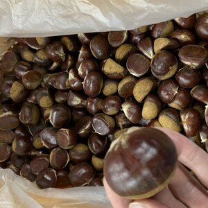 茨城県かすみがうら市産　熟成倉方栗(生栗)約2kg〈2025年11月中旬より順次発送予定〉_果物・フルーツ 栗  くり クリ_【配送不可地域：離島】【1454975】