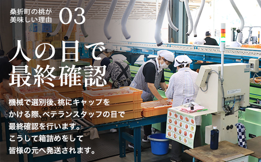 もも【幸茜・2026年産】特秀1.5kg　桑折町産　JAふくしま未来　桃　【07301-0139】