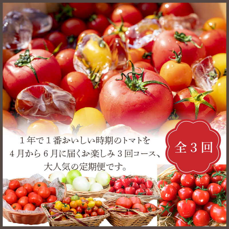 【4月～6月の定期便】トマト好き全員集合 トマト・トマト・トマト3か月お届けパック 野菜ソムリエサミット 金賞 受賞 長田農園 産地直送 トマト とまと 野菜 やさい フルーツ サラダ 濃厚 甘い ご