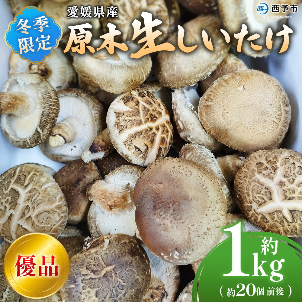【ふるさと納税】＜冬季限定 原木生しいたけ 優品 約1kg＞ 20個前後 原木生椎茸 しいたけ シイタケ きのこ 優品 バーベキュー BBQ すき焼き しゃぶしゃぶ 料理 国産 愛媛県産 横林自治振興協議会 愛媛県 西予市【冷蔵】『2025年11月中旬～2026年3月上旬に順次出荷予定』