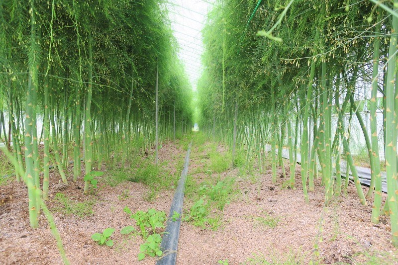 北海道産「夏採れ！北海道アスパラガス」1.4kg