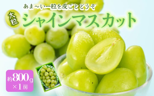 《先行予約 2025年度発送》シャインマスカット 約800g 1房  マスカット ぶどう ブドウ 葡萄 デザート フルーツ 果物 くだもの 果実 食品 山形県 FSY-0512