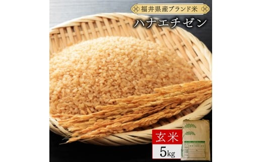 福井県産 ハナエチゼン 玄米 5kg（5kg×1）＜令和7年産 新米 / 数量限定 ＞【米 コメ お米 精米 白米 無洗米 玄米 ご飯 飯 華越前 ブランド米 国産】[095-a012_B]
