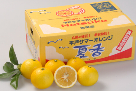 果物 オレンジ 平戸夏香 3kg (16～25個) 2L ～ M サイズ 【期間限定発送】