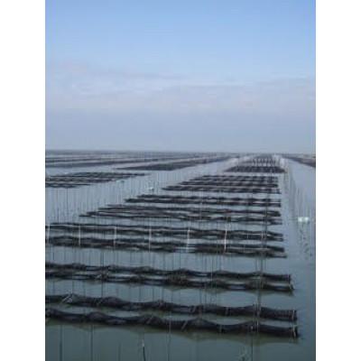ふるさと納税 飯塚市 有明海産海苔　初摘み有明美人詰合せ(18袋) |  | 01