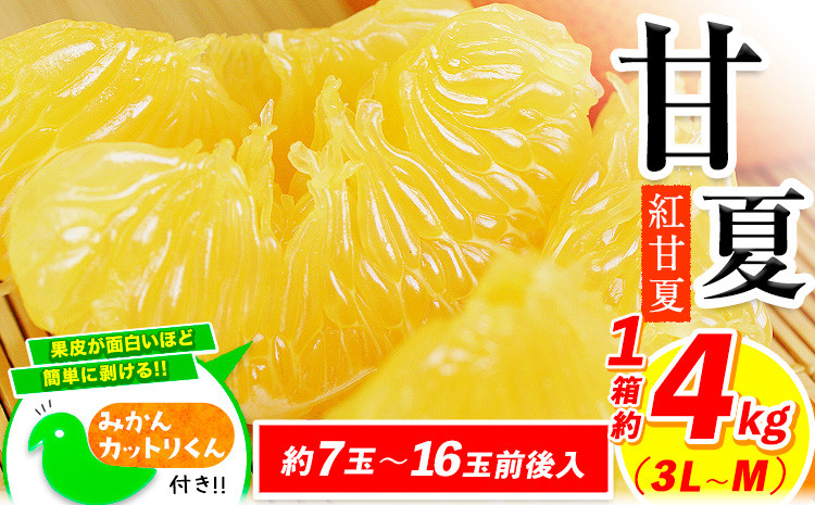 【2026年度先行予約分】みかん 好き必見 甘夏 熊本県産(津奈木町産含む) 甘夏 約 4kg (約7-16玉前後) 柑橘 大玉 ミカン《2月中旬-4月末頃出荷》 フルーツ 旬 甘夏みかん 果物 訳あり 定期 でない