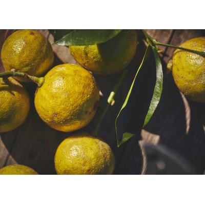 ふるさと納税 静岡市 ジャパニーズクラフトコーラ　ベルガモットフレーバー |  | 01