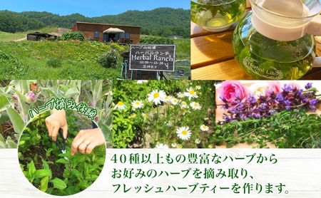 北海道 摘みたて ハーブティー 作り 体験 2枚 ハーブ ティー お茶 紅茶 フレッシュ オリジナル ハーブ畑 天然 リラックス 癒し リラクゼーション ハーバルランチ 送料無料 洞爺湖 