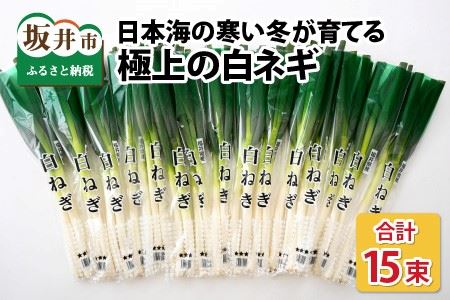 【先行予約】日本海の寒い冬が育てる、極上の白ネギ １ケース（15束）【2024年9月下旬以降順次発送予定】【長ねぎ 長ネギ 白ネギ 白ねぎ ネギ ねぎ 葱 白葱 野菜 鍋 冬野菜 箱売り 厳選 国産】 [A-2605]