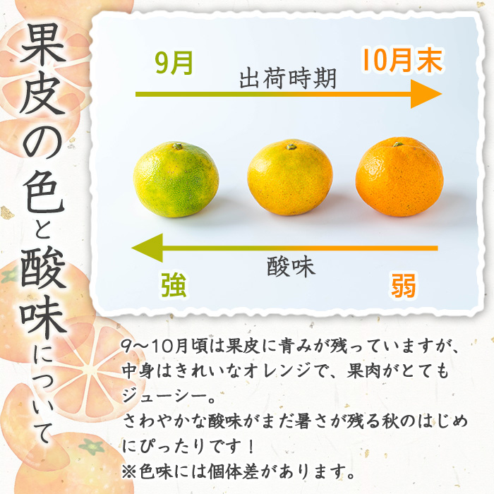 ＜先行予約受付中！2026年9月下旬以降順次発送予定＞数量限定！竹ん子山の早生みかん(約5kg) 国産 鹿児島県産 阿久根産 ミカン 蜜柑 みかん 柑橘 果物 フルーツ 温州みかん 早生みかん 果実 