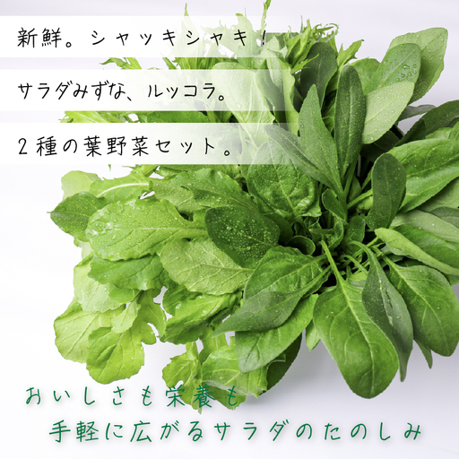 2種セット サラダみずな ルッコラ サラダセット | 水菜 水耕 栽培 新鮮 葉物 野菜 ドレッシング 南国市