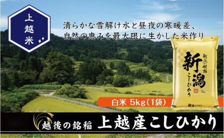 令和7年産 新潟県上越産こしひかり 精米 5kg 上越市 米 コメ コシヒカリ