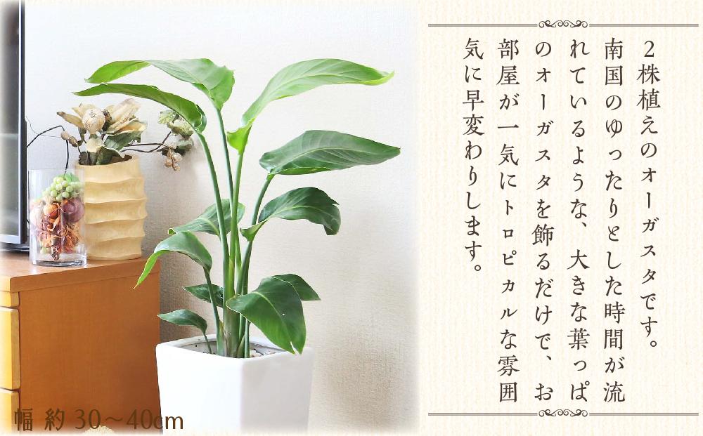 【観葉植物】オーガスタ 7号 ホワイトスクエア陶器鉢SW 土の表面:ウッドチップ ｜観葉植物 インテリア 部屋 おしゃれ 福岡県筑前町 送料無料